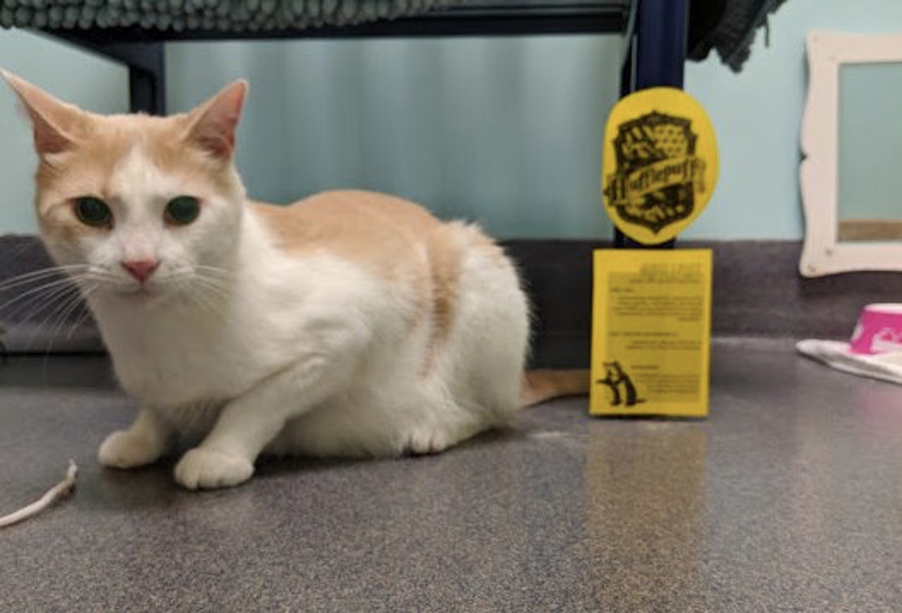 初到新環境的Stevie非常緊張。(Richmond SPCA) 初到新環境的Stevie非常緊張。(Richmond SPCA)