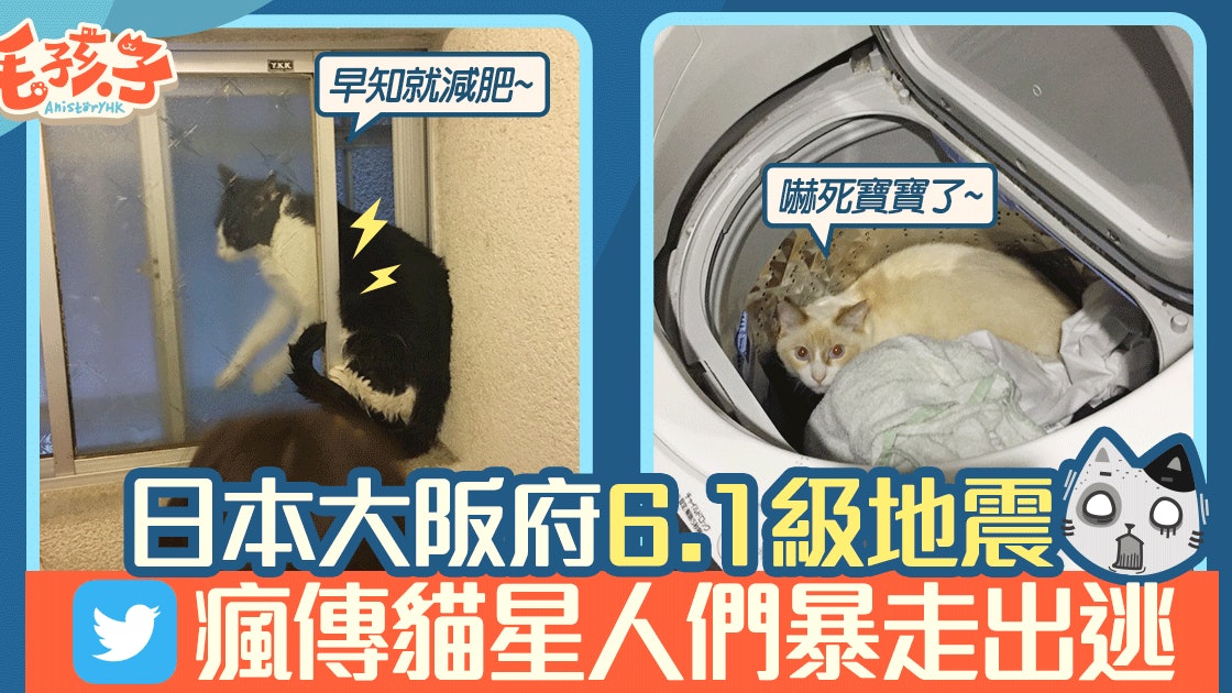 地震 猫