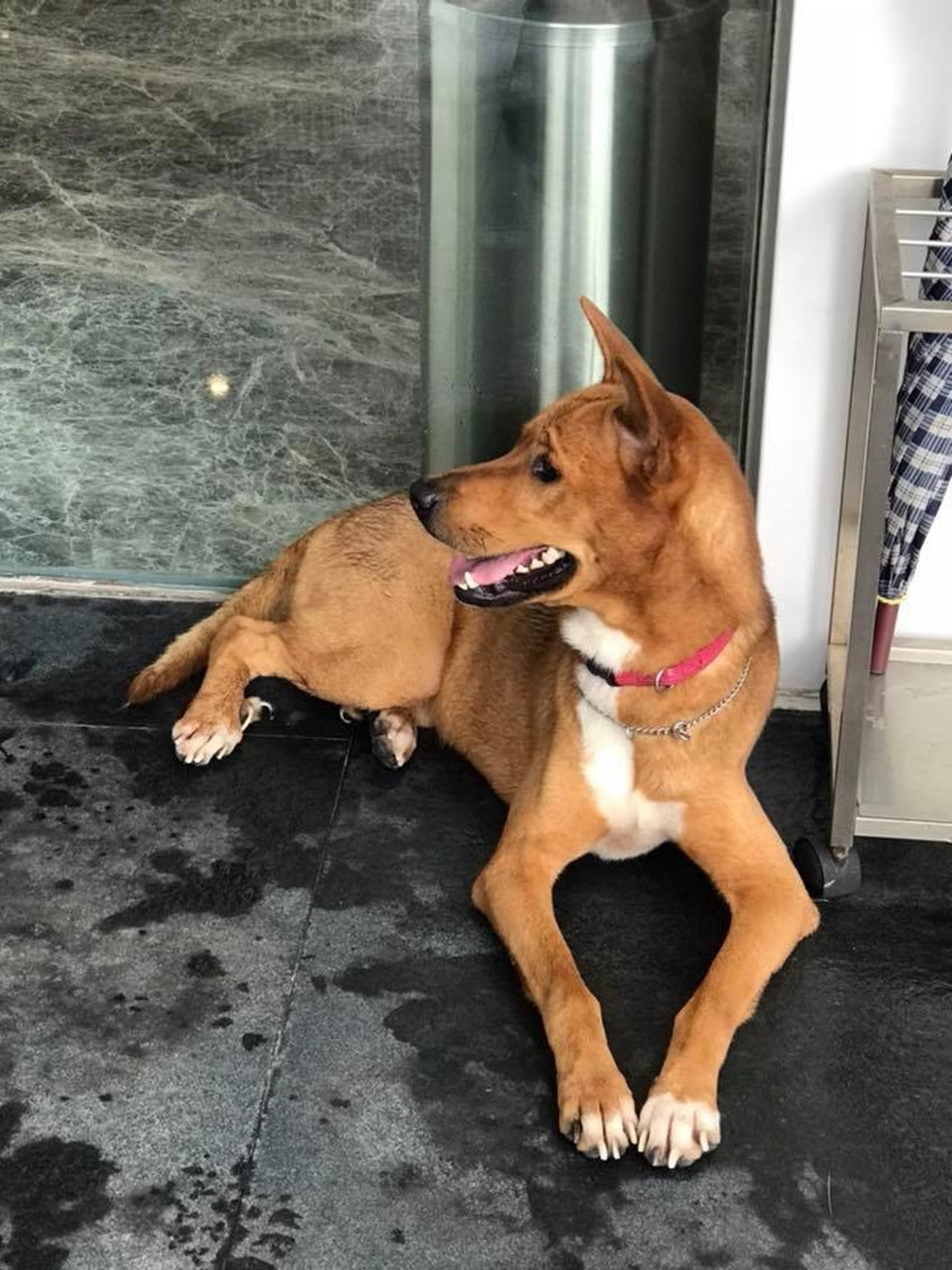 大埔走失狗狗幸得茶餐廳老闆收養。(Phoebe Chau) 大埔走失狗狗幸得茶餐廳老闆收養。(Phoebe Chau)