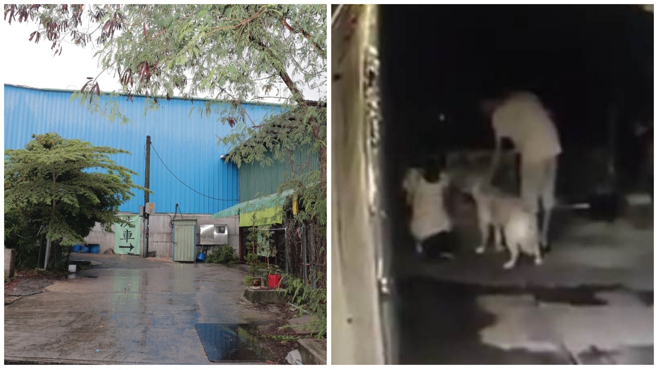 元朗被棄小金毛犬現於愛協等待領養。 元朗被棄小金毛犬現於愛協等待領養。