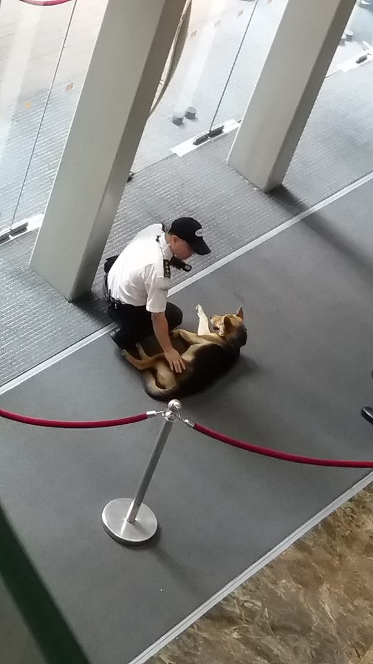 唐狗誤闖朗豪坊當日已順利找到主人。(Anson Yu) 唐狗誤闖朗豪坊當日已順利找到主人。(Anson Yu)