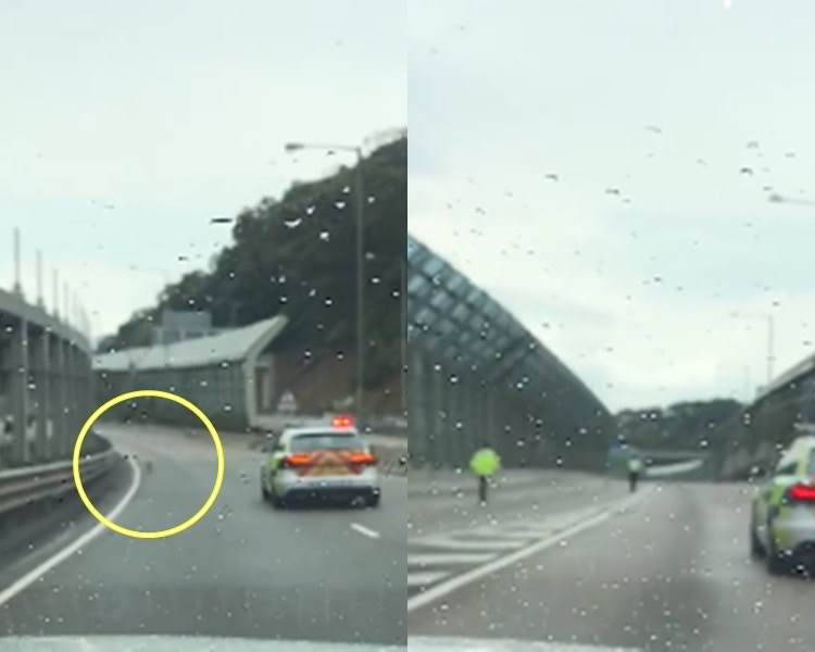 屯門誤闖高速公路的狗狗現在下落不明。(影片截圖) 屯門誤闖高速公路的狗狗現在下落不明。(影片截圖)