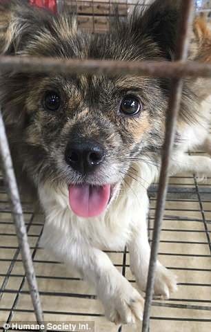 有些狗狗頸上仍有頸圈,明顯是被人偷走,(HSI) 有些狗狗頸上仍有頸圈,明顯是被人偷走,(HSI)