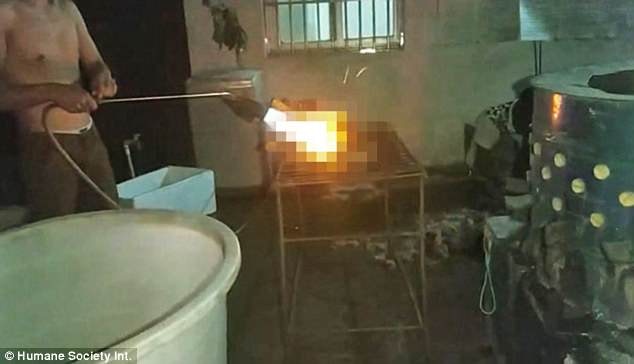 許多狗狗是活活被燒死,過程殘忍。(HSI) 許多狗狗是活活被燒死,過程殘忍。(HSI)