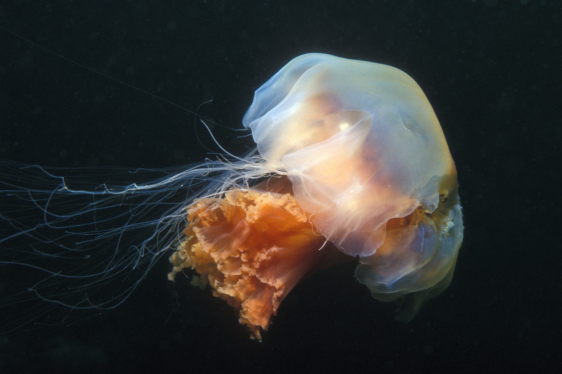 海毛蟲以外泳灘還有其他危險海洋生物觸碰後猶如被燒熱鋼線燙傷 香港01 社會新聞