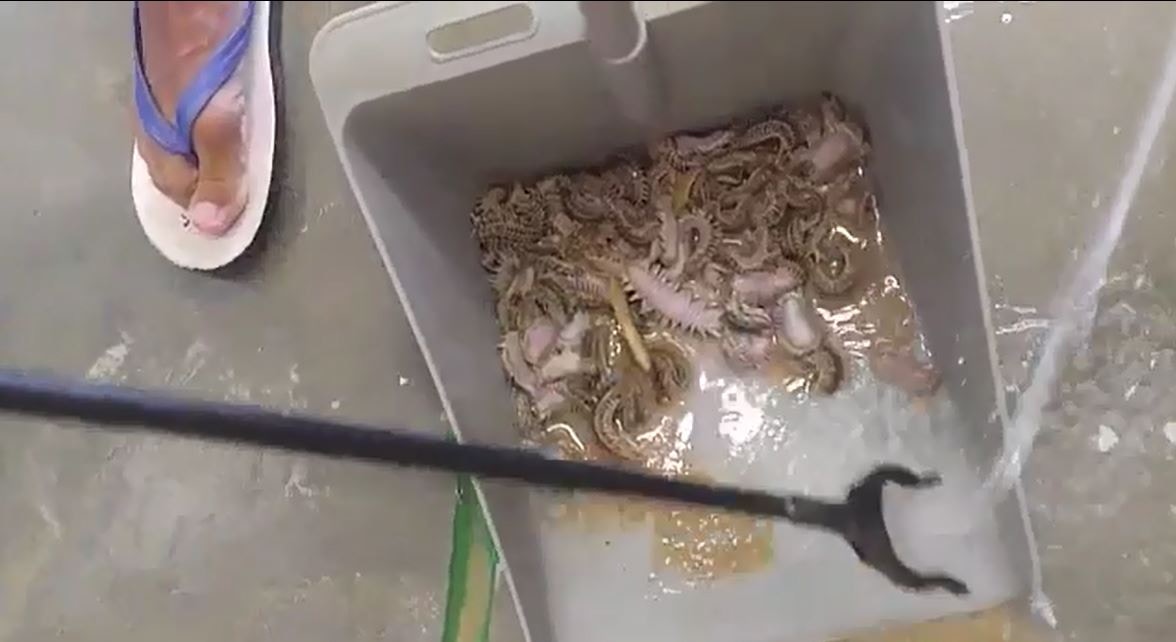 海毛蟲 有片 毒蟲現真身一鏟數十隻豎刺捲曲又翻身