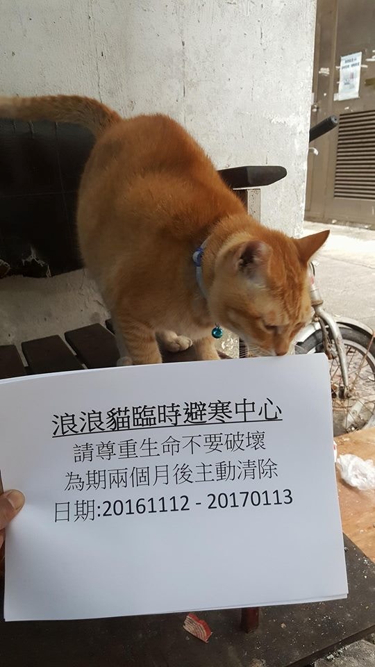 他兩年前開始做貓屋。(被訪者提供圖片) 他兩年前開始做貓屋。(被訪者提供圖片)