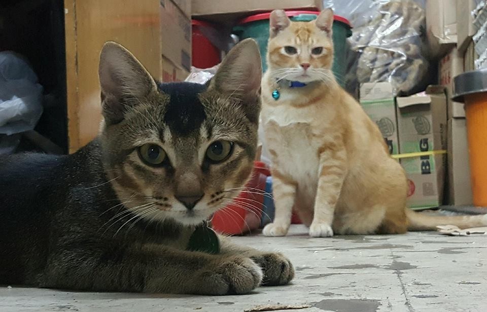 賢仔家中也養了兩頭小貓。(被訪者提供圖片) 賢仔家中也養了兩頭小貓。(被訪者提供圖片)