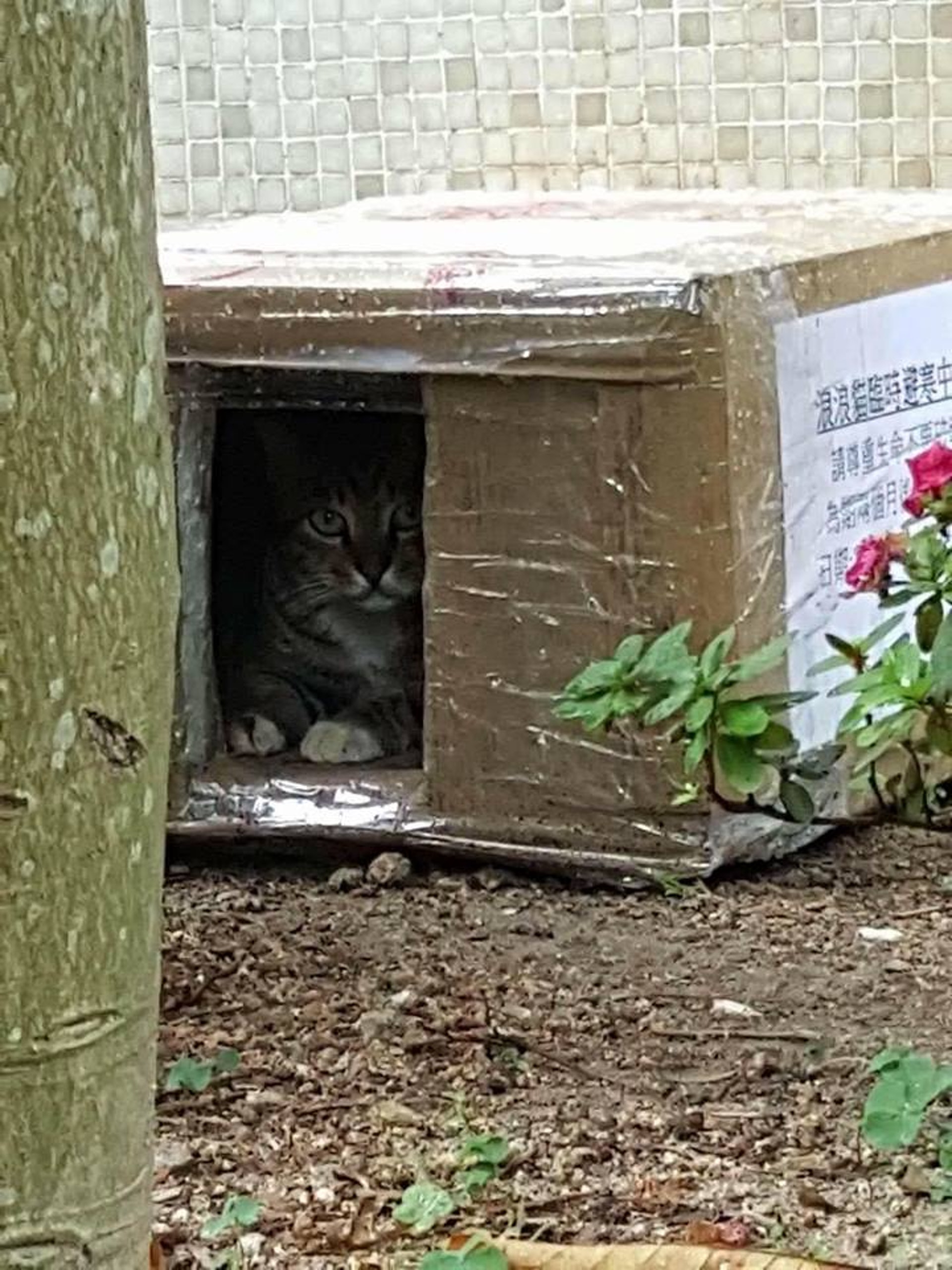 簡單紙箱已經可以幫到貓貓有個避雨之所。(被訪者提供圖片) 簡單紙箱已經可以幫到貓貓有個避雨之所。(被訪者提供圖片)