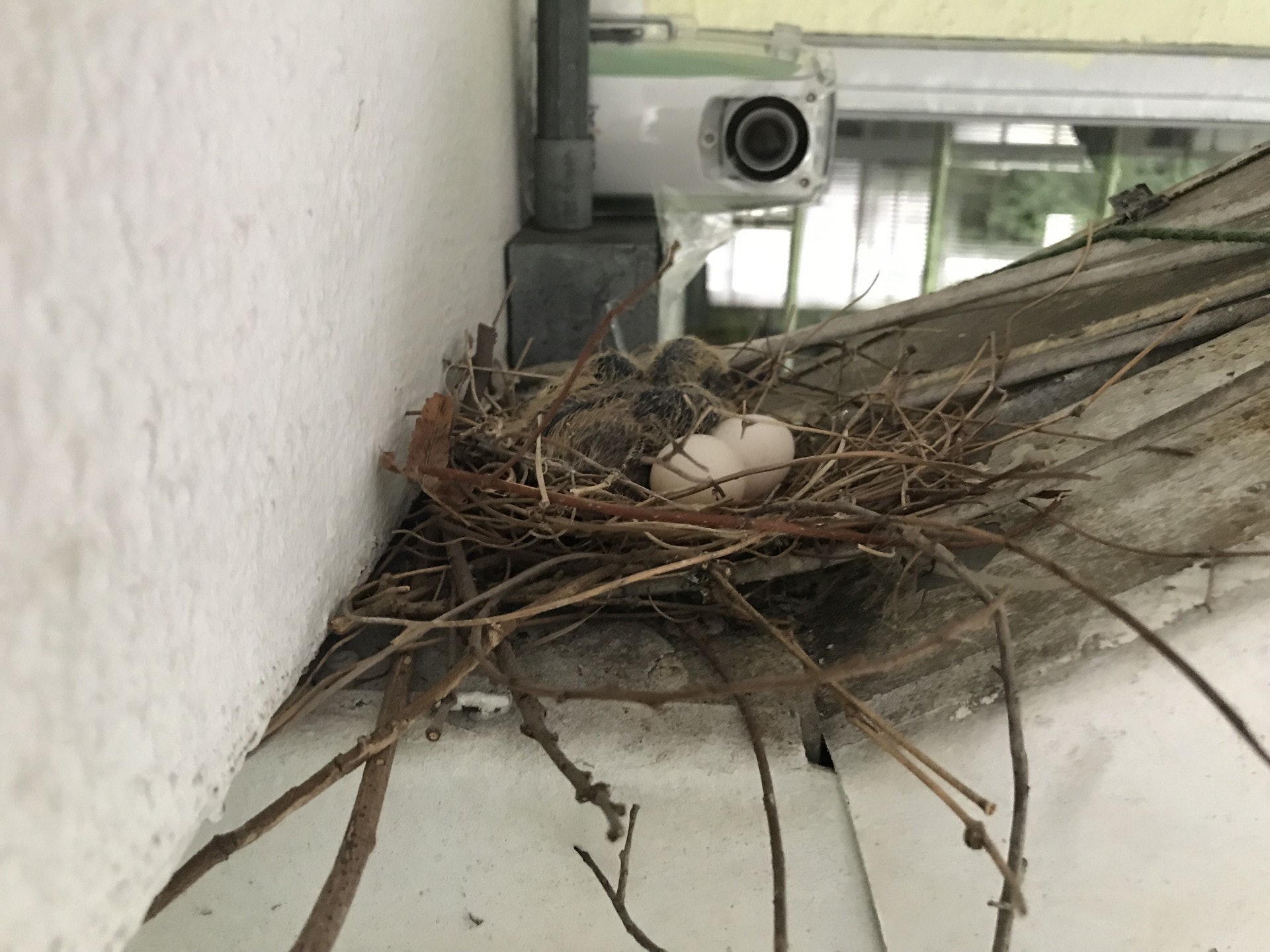 雛鳥在巢中等候媽媽餵食。（鄧穎琳攝）