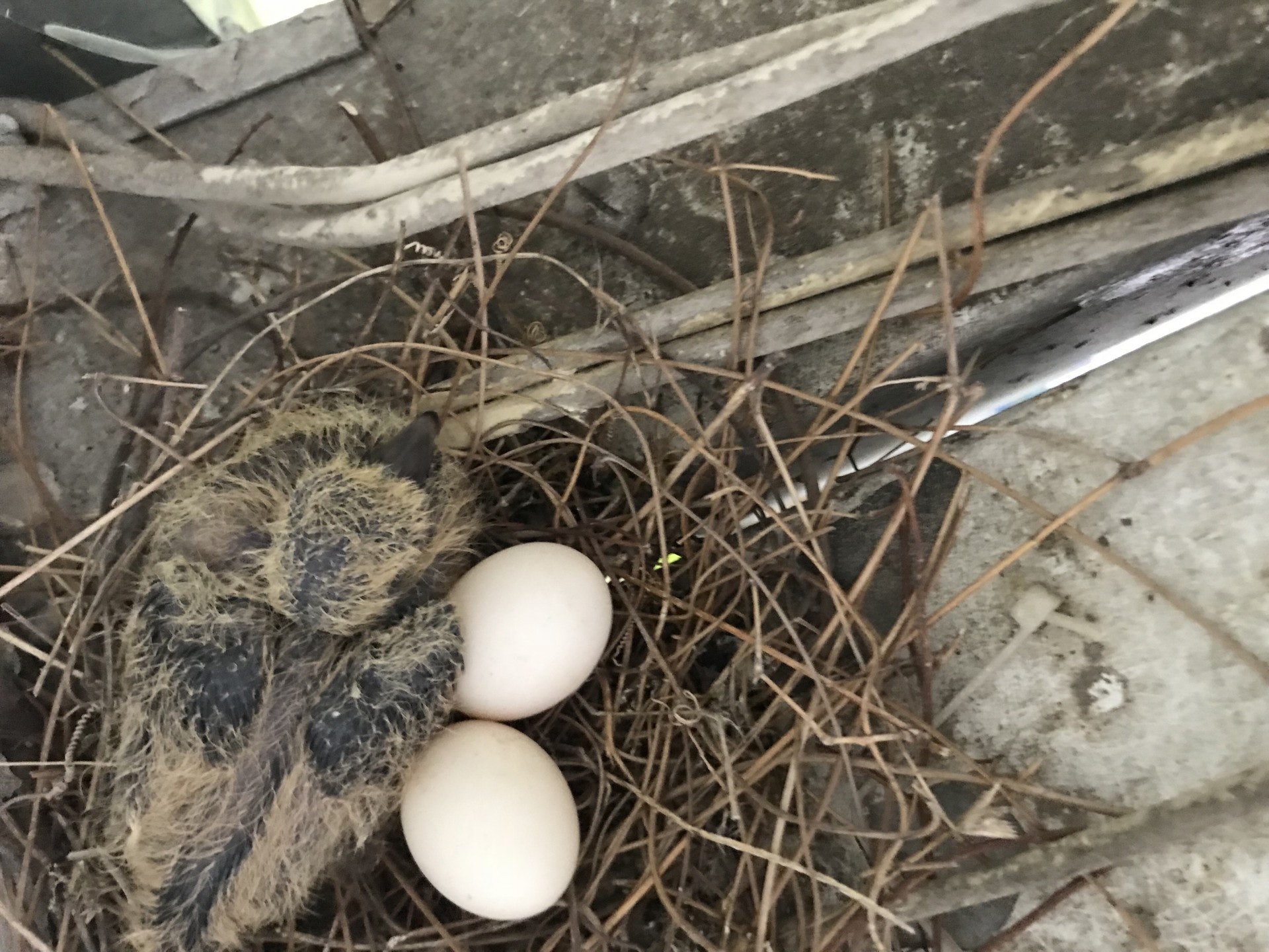 一個半月過去，鳥巢中多了一隻雛鳥，母鳥也產下多一隻蛋。（受訪者提供圖片）