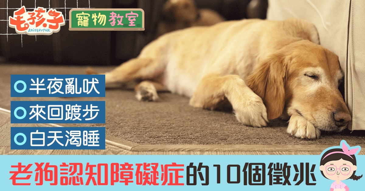 半夜亂吠 白天渴睡 老狗認知障礙症的10個徵兆 香港01 寵物