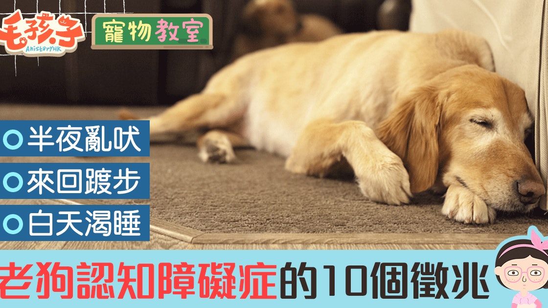 半夜亂吠 白天渴睡 老狗認知障礙症的10個徵兆 香港01 寵物