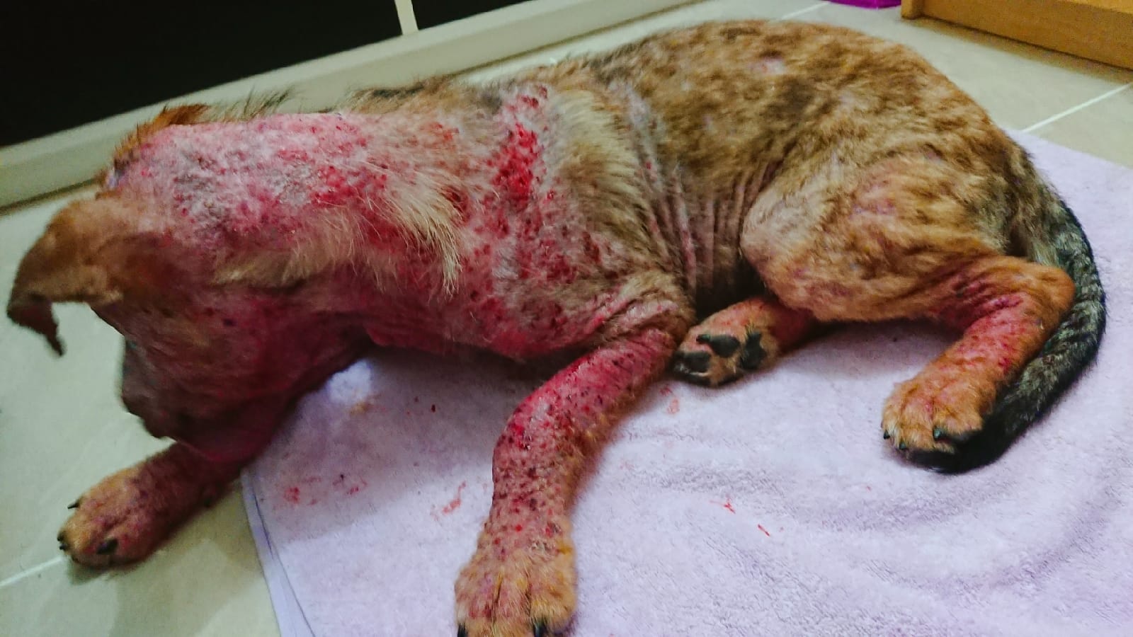 狗狗身上多處潰爛。(SPCA HK) 狗狗身上多處潰爛。(SPCA HK)