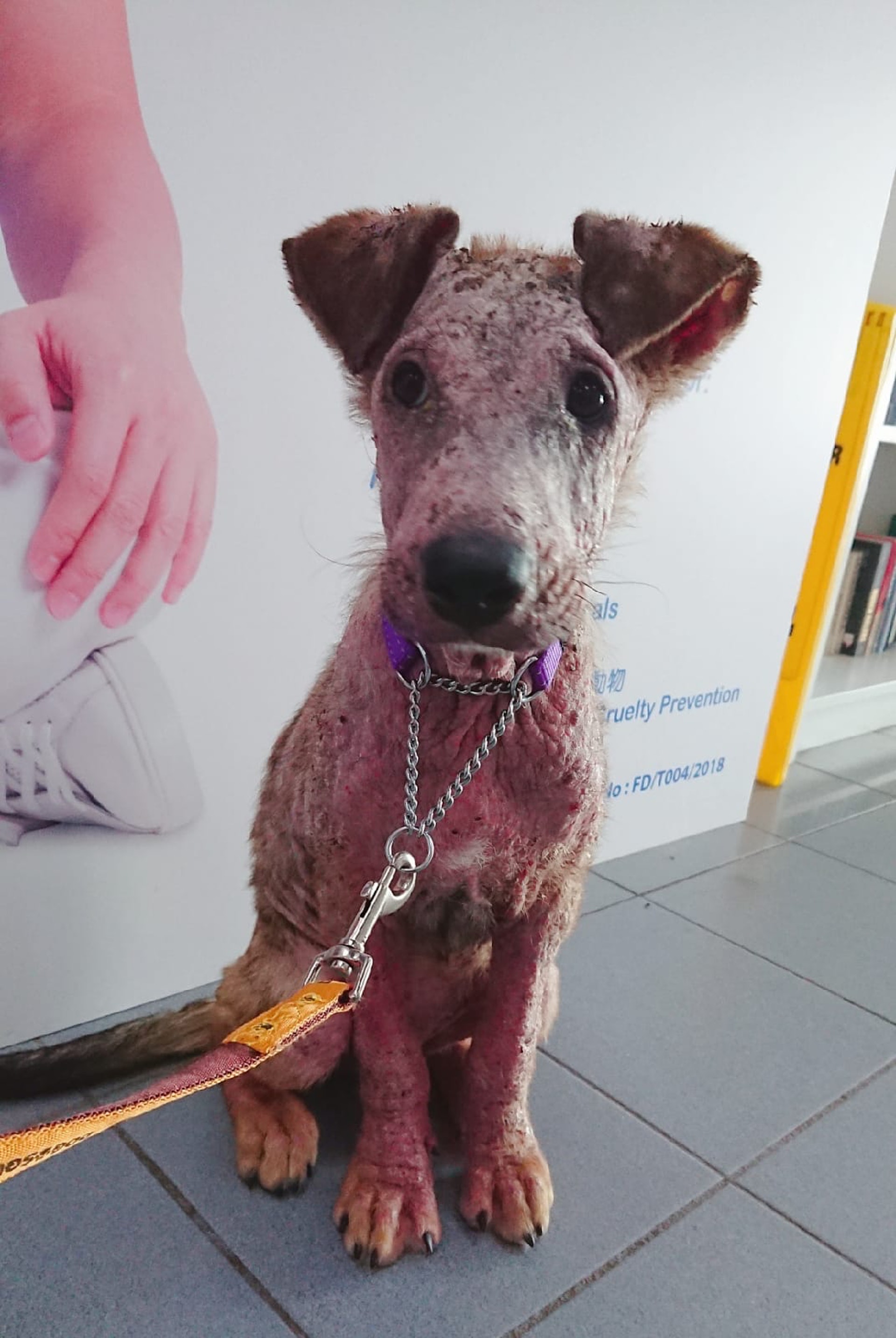 經愛協及暫養家庭的照顧,幸兒現時已有少許好轉。(SPCA HK) 經愛協及暫養家庭的照顧,幸兒現時已有少許好轉。(SPCA HK)