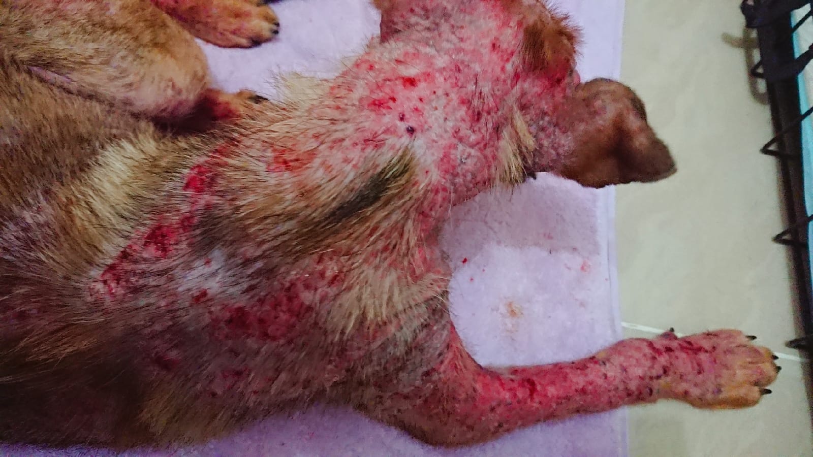 後頸也有,手上皮膚病情尤其嚴重。(SPCA HK) 後頸也有,手上皮膚病情尤其嚴重。(SPCA HK)