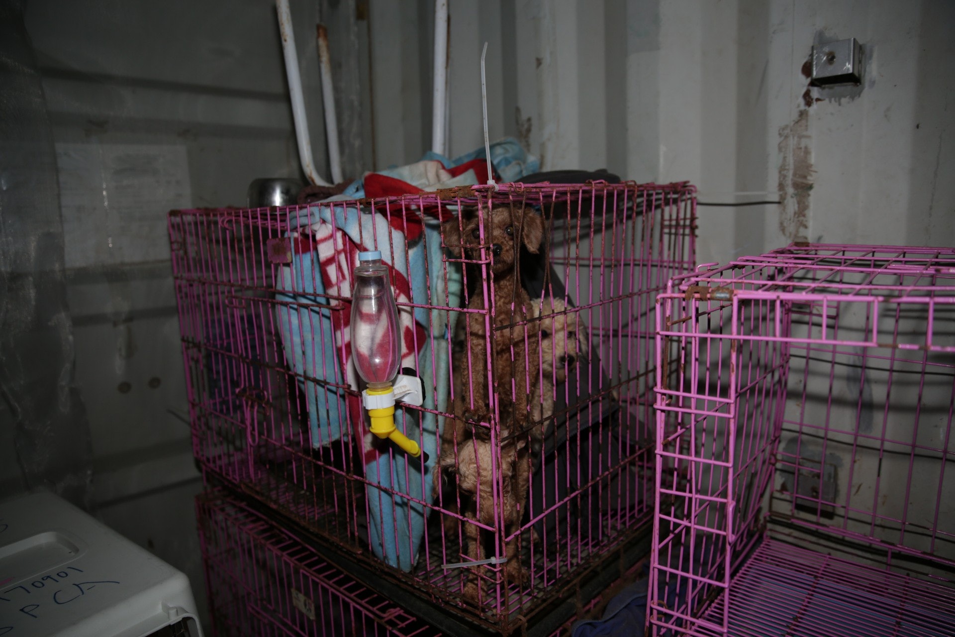 去年10月，101隻狗被發現困在貨櫃繁殖場，大多被割聲帶，滿身屎尿。(SPCA)