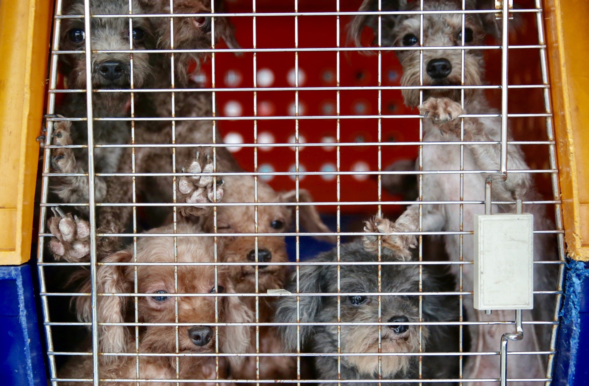 101隻狗當中，愛協接收了40隻身體狀況較差的繁殖犬。(SPCA)