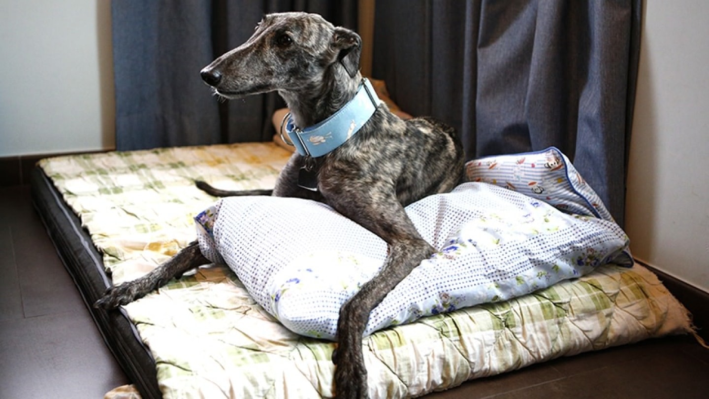 (禤宏俊攝) (禤宏俊攝)