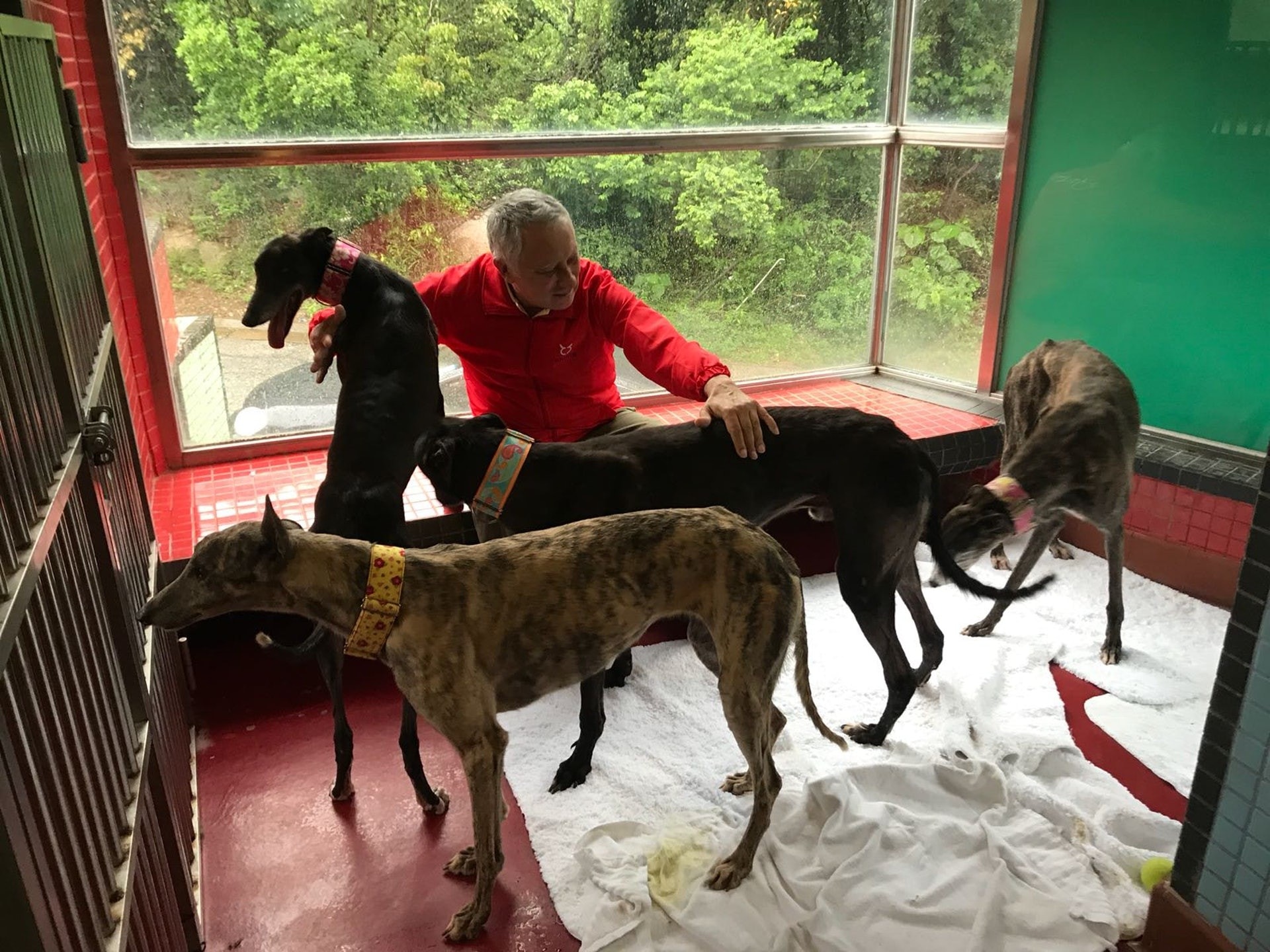 澳門愛協主席Albano Martins強調,會阻止任何格力犬被送往內地。(澳門愛護動物協會Anima相片) 澳門愛協主席Albano Martins強調,會阻止任何格力犬被送往內地。(澳門愛護動物協會Anima相片)