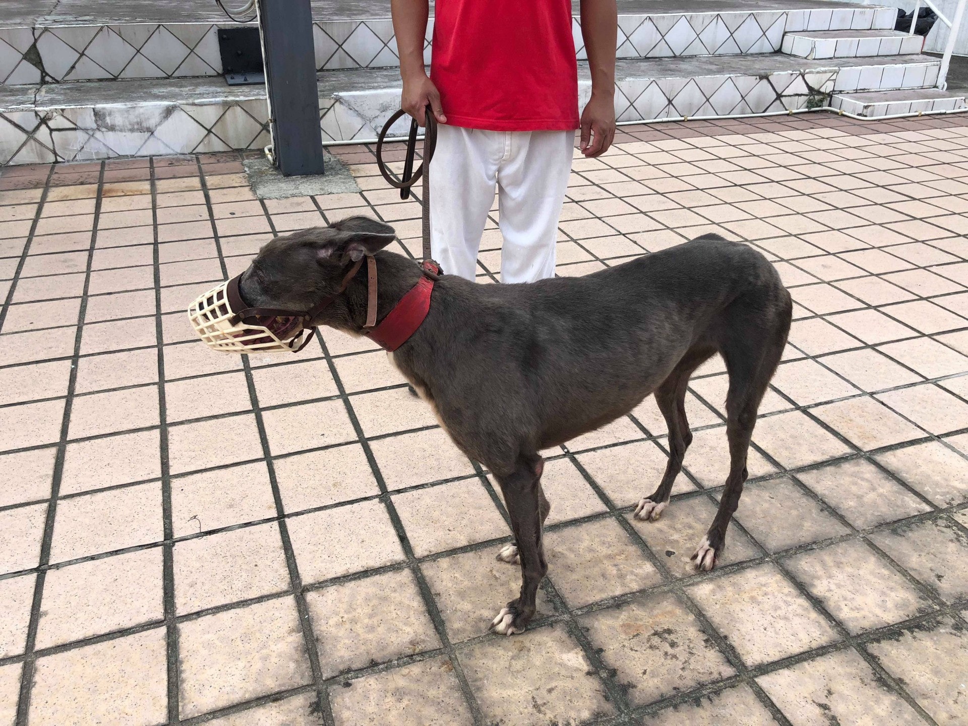 澳門逸園賽狗場將關閉,600多隻格力犬前路未明。(資料圖片) 澳門逸園賽狗場將關閉,600多隻格力犬前路未明。(資料圖片)