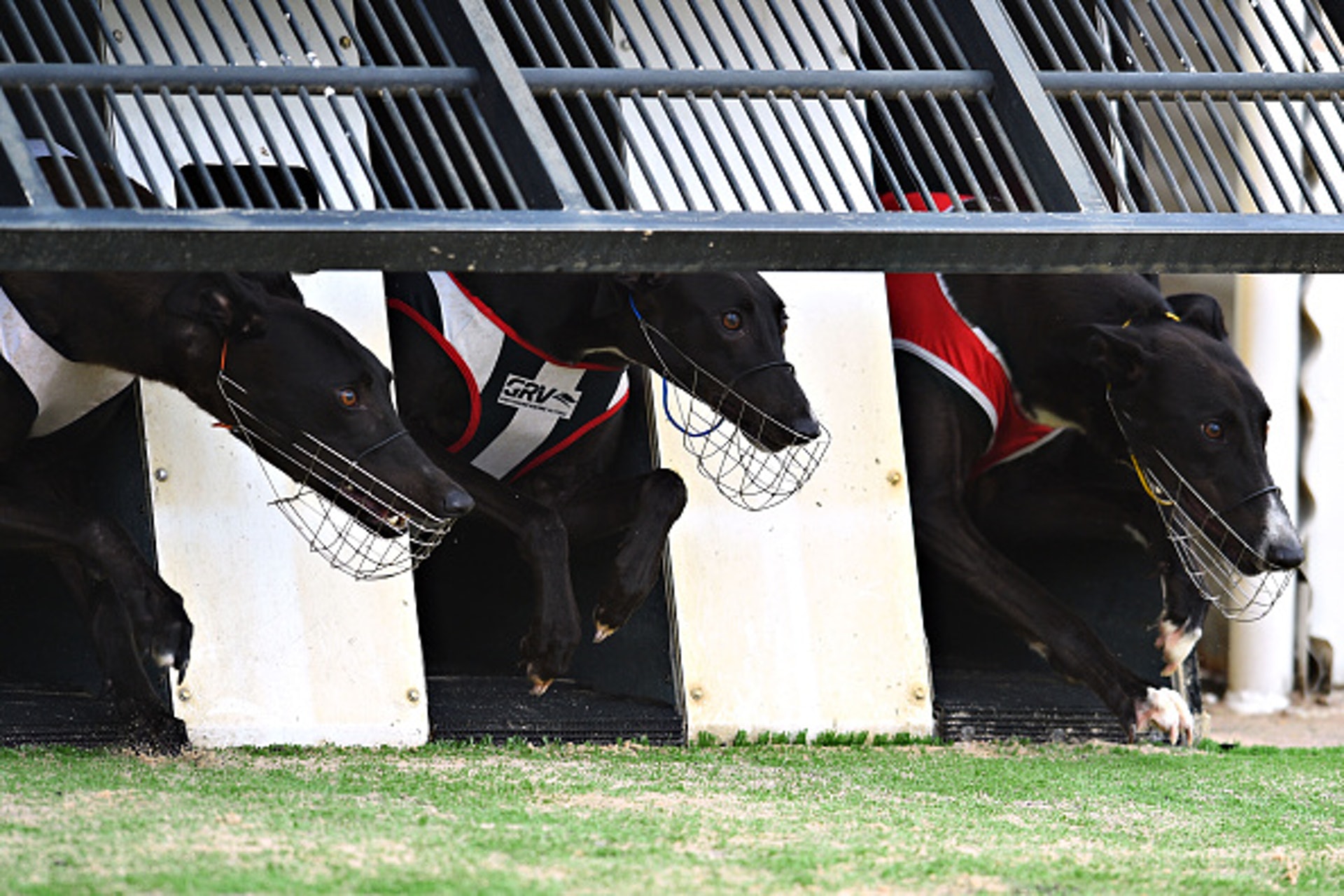 賽事開始後，格力犬就會追趕着前方的電兔，狂奔至終點。(Getty Image)