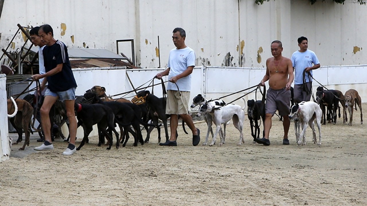 賽狗被動物團體批評為虐畜行為,而近年此活動的淨收入亦只及賭場幾小時的生意。(資料圖片) 賽狗被動物團體批評為虐畜行為,而近年此活動的淨收入亦只及賭場幾小時的生意。(資料圖片)