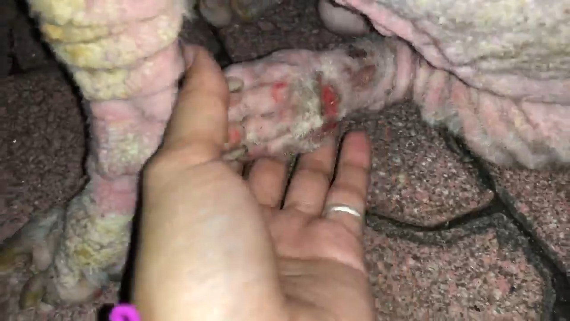 狗狗後腳潰爛至流血。(毛孩守護者facebook影片截圖) 狗狗後腳潰爛至流血。(毛孩守護者facebook影片截圖)