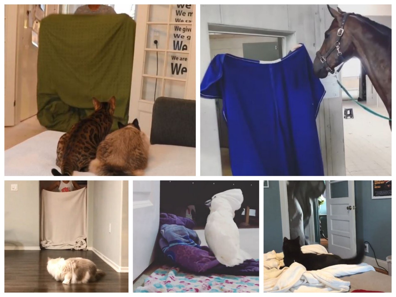 各地各界主人都深陷這個遊戲!(jordera22、nickytheumbrellacockatoo、dreamyponies、squiggygram、missenell@instagram) 各地各界主人都深陷這個遊戲!(jordera22、nickytheumbrellacockatoo、dreamyponies、squiggygram、missenell@instagram)
