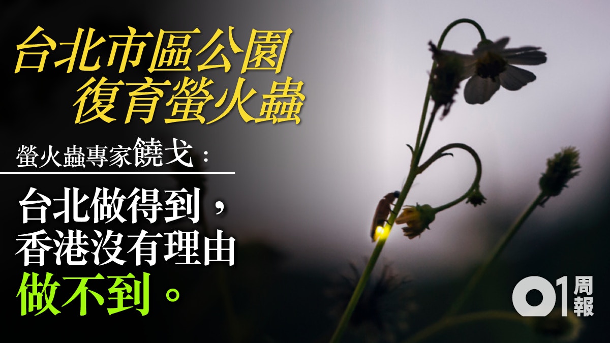 【城市蟲鄰居．三】螢火蟲專家饒戈：市區可復育螢火蟲