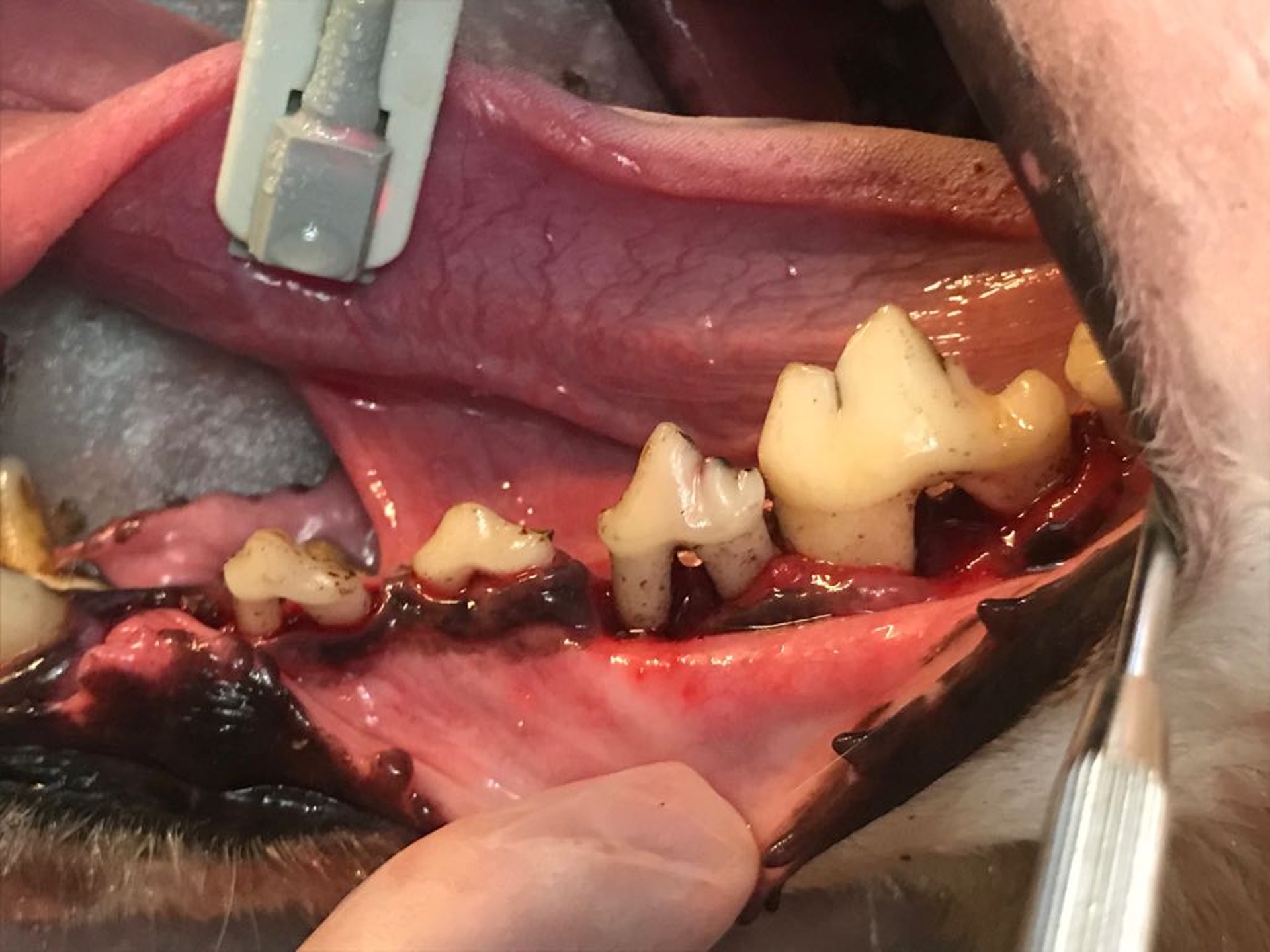 Zoe剛領養一隻9歲大的男性格力犬出現牙肉收縮,口氣亦超臭。(受訪者提供) Zoe剛領養一隻9歲大的男性格力犬出現牙肉收縮,口氣亦超臭。(受訪者提供)