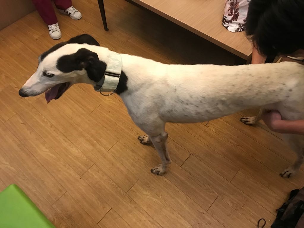 Zoe提醒,格力犬離開群居生活,與人類相處,難免缺乏安全感,照顧者的耐性及忍耐力很重要。(受訪者提供) Zoe提醒,格力犬離開群居生活,與人類相處,難免缺乏安全感,照顧者的耐性及忍耐力很重要。(受訪者提供)