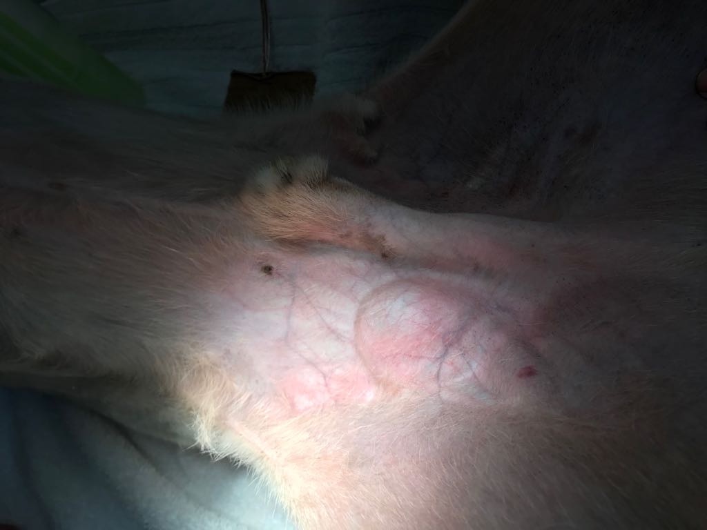 在做絕育手術時,「仁心仁術」被發現只剩下一粒睾丸,懷疑曾被絕育,但手術做得馬虎所致。(受訪者提供) 在做絕育手術時,「仁心仁術」被發現只剩下一粒睾丸,懷疑曾被絕育,但手術做得馬虎所致。(受訪者提供)