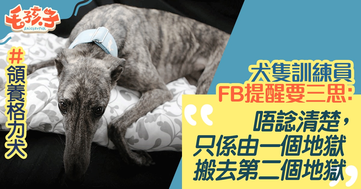 領養格力犬 犬隻訓練員fb提醒要三思 格力犬有別於一般寵物犬 香港01 寵物