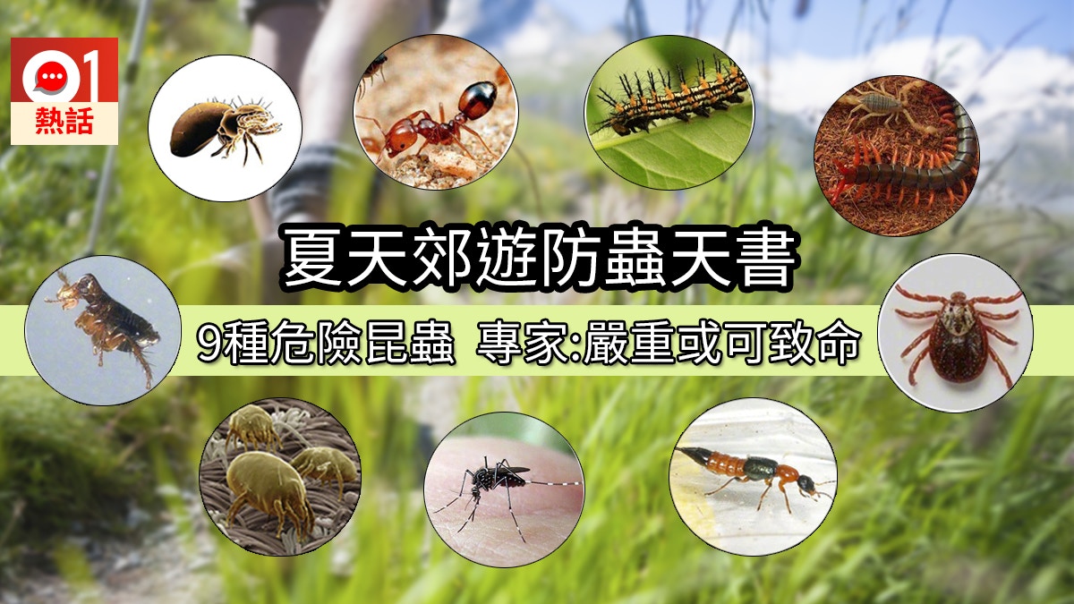 唔止隱翅蟲或致毀容央視整合防蟲天書恙蟲紅火蟻可攞命