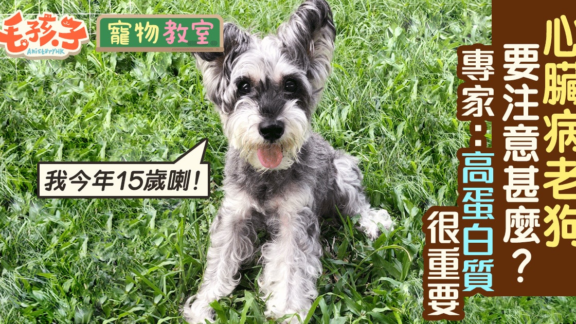 老狗患心臟病應如何 狗主應如何陪牠走到最後 香港01 寵物