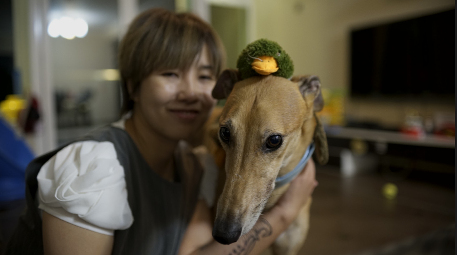 EDITH飼養兩隻格力犬,指格力犬十分安靜,而且喜歡睡覺,「同人一樣咁懶」。(洪業銘攝) EDITH飼養兩隻格力犬,指格力犬十分安靜,而且喜歡睡覺,「同人一樣咁懶」。(洪業銘攝)