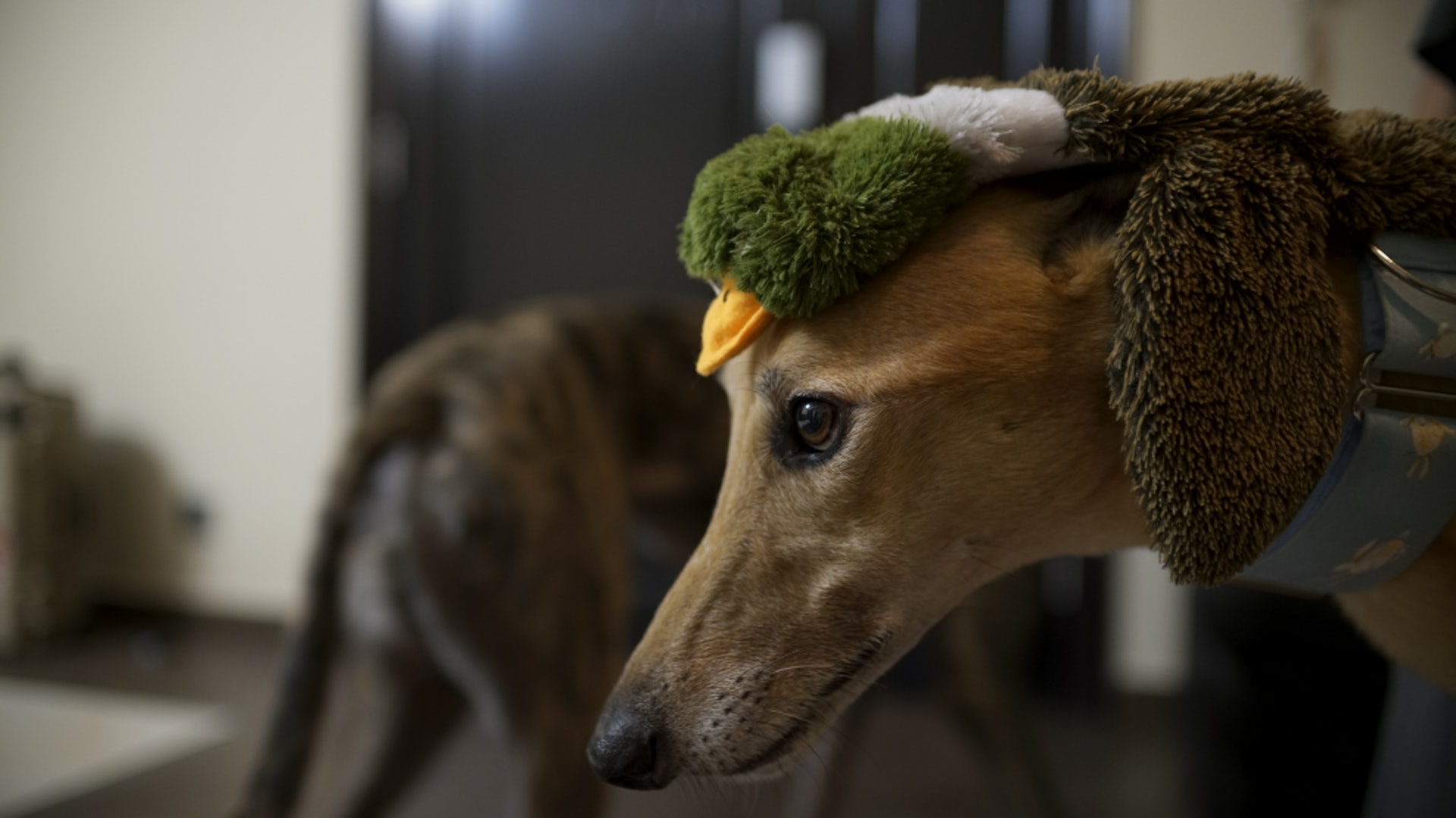 Jack的到來,兩隻格力犬之間產生了變化,Garlic(後)開始成為一個領導者的角色。(洪業銘攝) Jack的到來,兩隻格力犬之間產生了變化,Garlic(後)開始成為一個領導者的角色。(洪業銘攝)