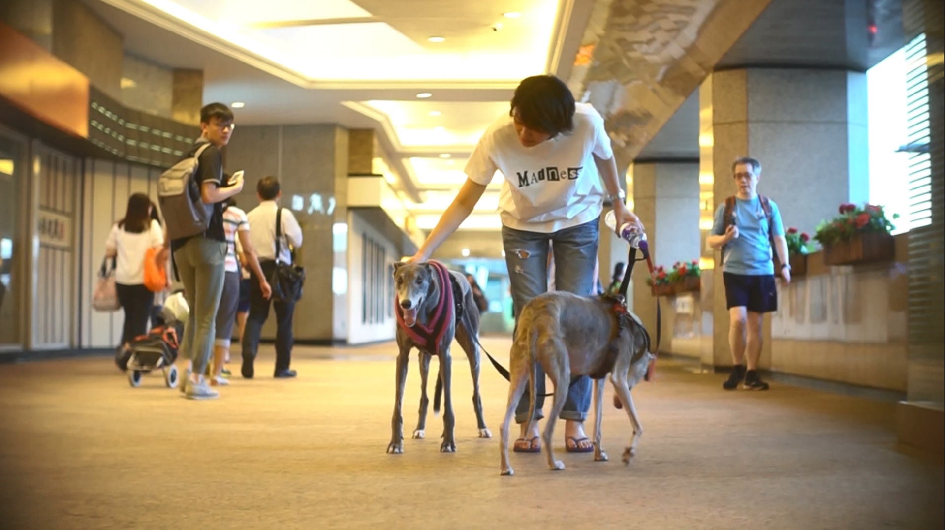 在香港地少人多的環境,格力犬主人要考慮的問題就更多,單是帶格力犬小便,而經令Bonnie絞盡腦汁。(洪業銘攝) 在香港地少人多的環境,格力犬主人要考慮的問題就更多,單是帶格力犬小便,而經令Bonnie絞盡腦汁。(洪業銘攝)