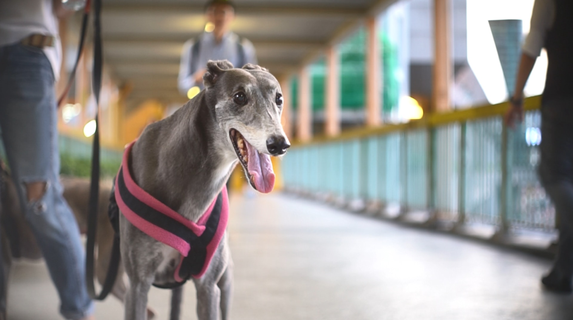 Bonnie指,來自澳洲賽狗場的Jenfer,剛來到香港時,因為香港沒有太多地方種有花草,令Jenfer不肯小便。(洪業銘攝) Bonnie指,來自澳洲賽狗場的Jenfer,剛來到香港時,因為香港沒有太多地方種有花草,令Jenfer不肯小便。(洪業銘攝)
