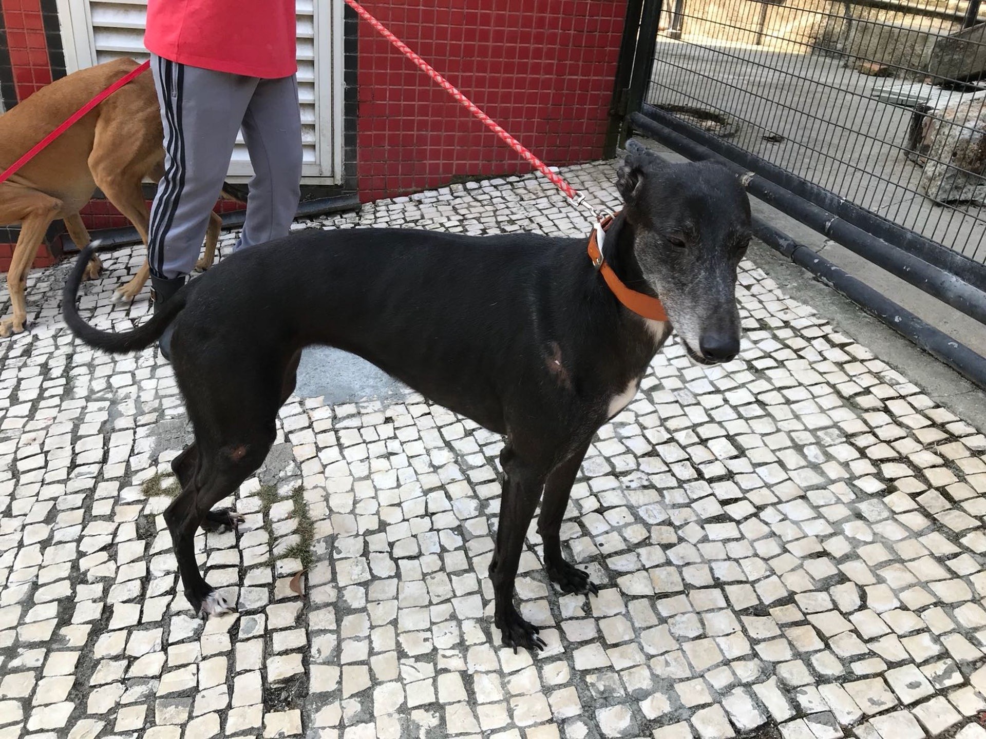 狗場將於月底停辦,大批格力犬前路未明。(資料圖片) 狗場將於月底停辦,大批格力犬前路未明。(資料圖片)