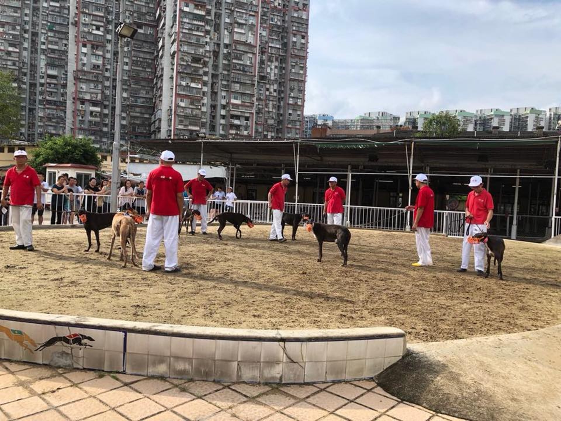 「愛狗之家」挑選了11隻格力犬,將會運送至香港等待領養。(「愛狗之家」fb圖片) 「愛狗之家」挑選了11隻格力犬,將會運送至香港等待領養。(「愛狗之家」fb圖片)