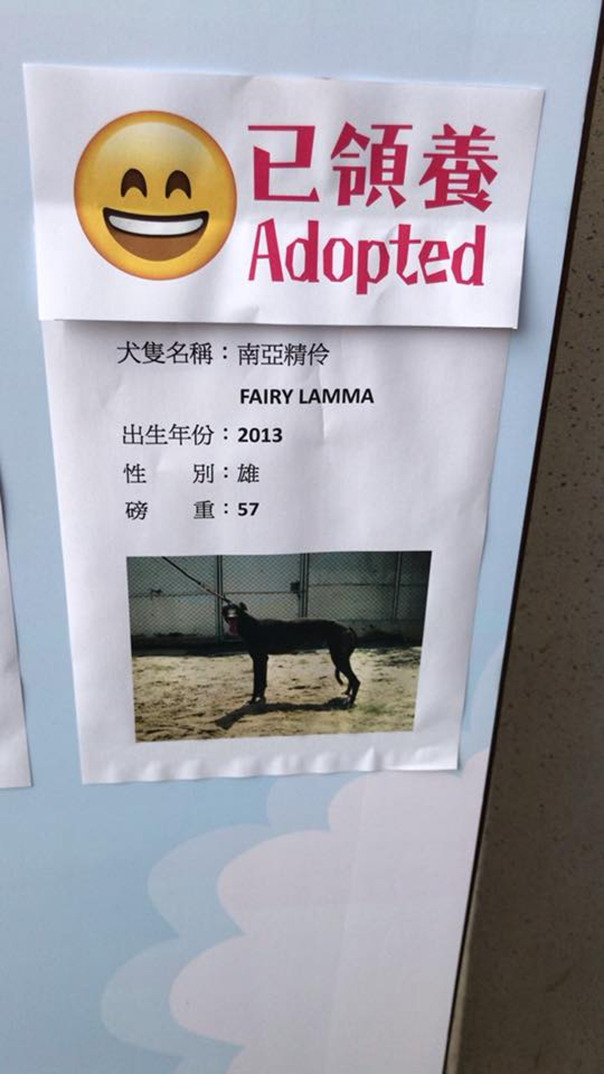 「愛狗之家」挑選了11隻格力犬,將會運送至香港等待領養。(「愛狗之家」fb圖片) 「愛狗之家」挑選了11隻格力犬,將會運送至香港等待領養。(「愛狗之家」fb圖片)