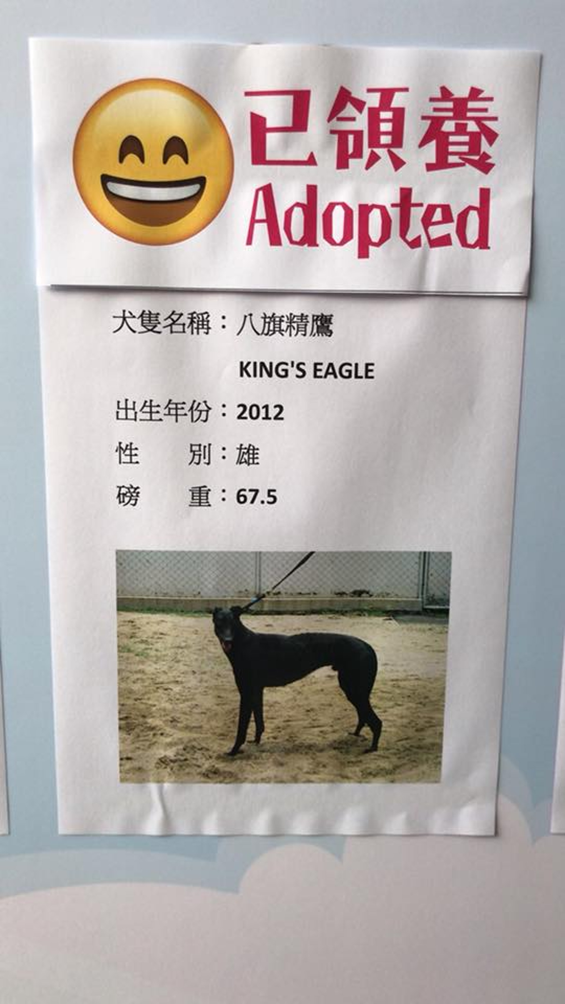 「愛狗之家」挑選了11隻格力犬,將會運送至香港等待領養。(「愛狗之家」fb圖片) 「愛狗之家」挑選了11隻格力犬,將會運送至香港等待領養。(「愛狗之家」fb圖片)