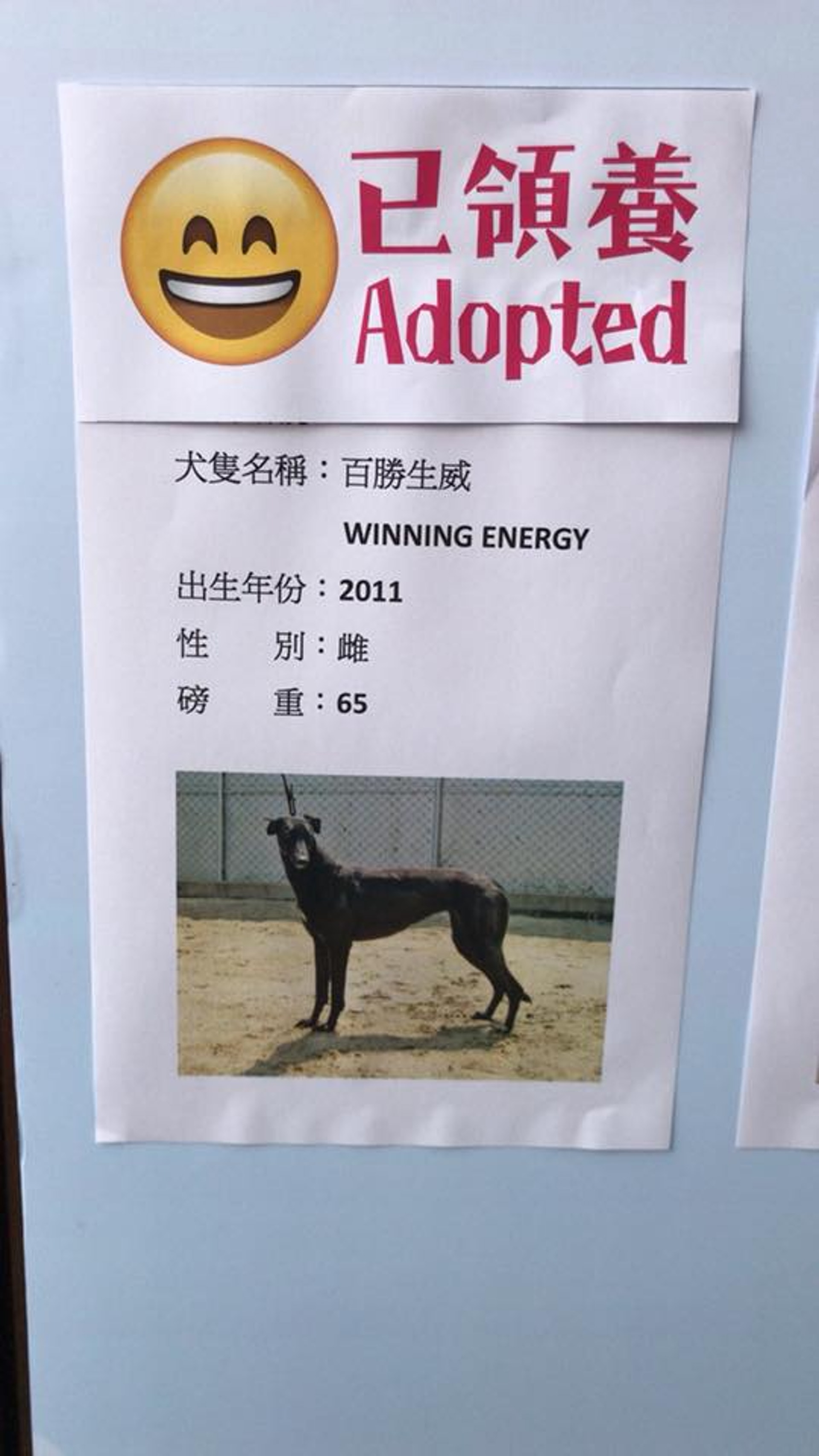 「愛狗之家」挑選了11隻格力犬,將會運送至香港等待領養。(「愛狗之家」fb圖片) 「愛狗之家」挑選了11隻格力犬,將會運送至香港等待領養。(「愛狗之家」fb圖片)