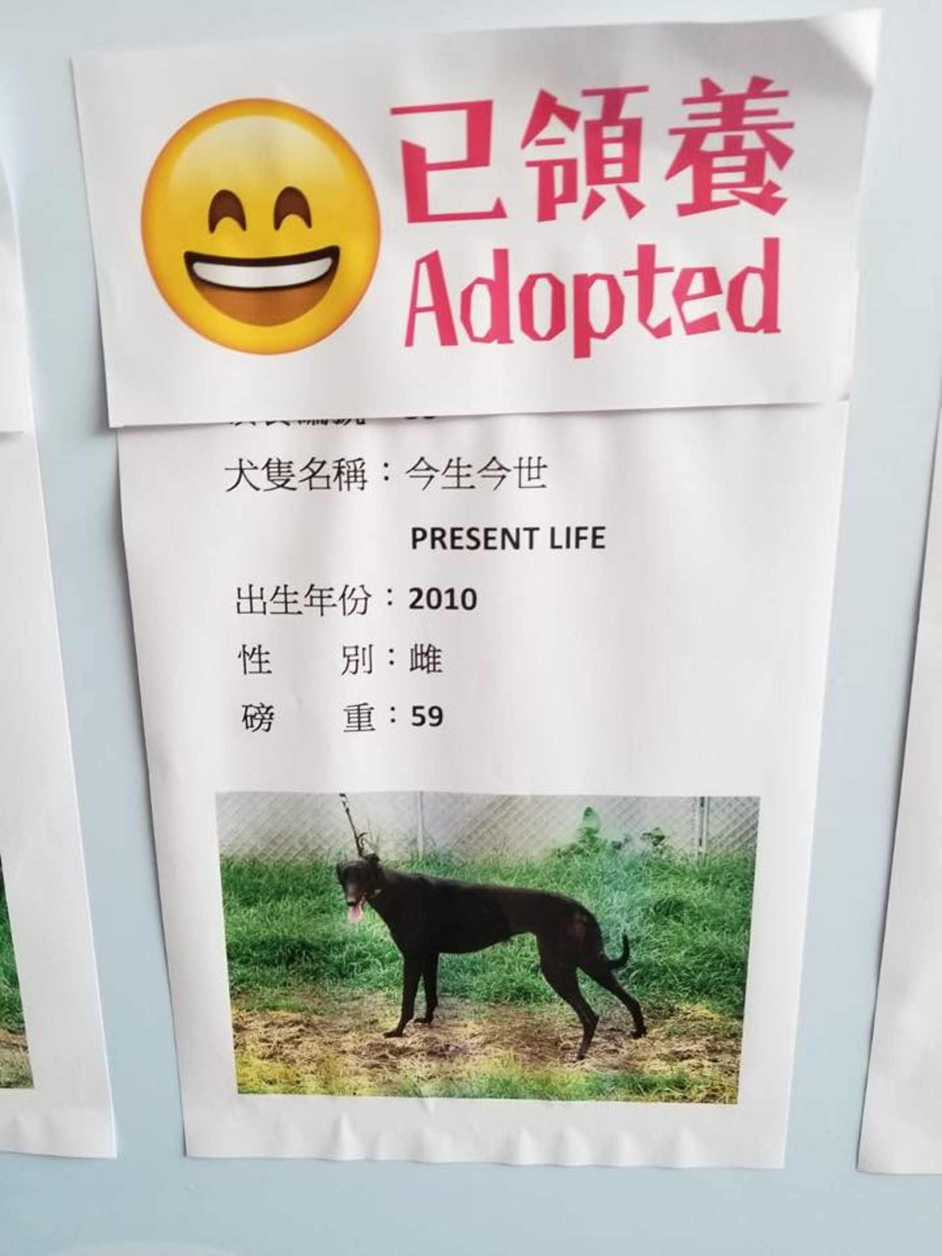 「愛狗之家」挑選了11隻格力犬,將會運送至香港等待領養。(「愛狗之家」fb圖片) 「愛狗之家」挑選了11隻格力犬,將會運送至香港等待領養。(「愛狗之家」fb圖片)