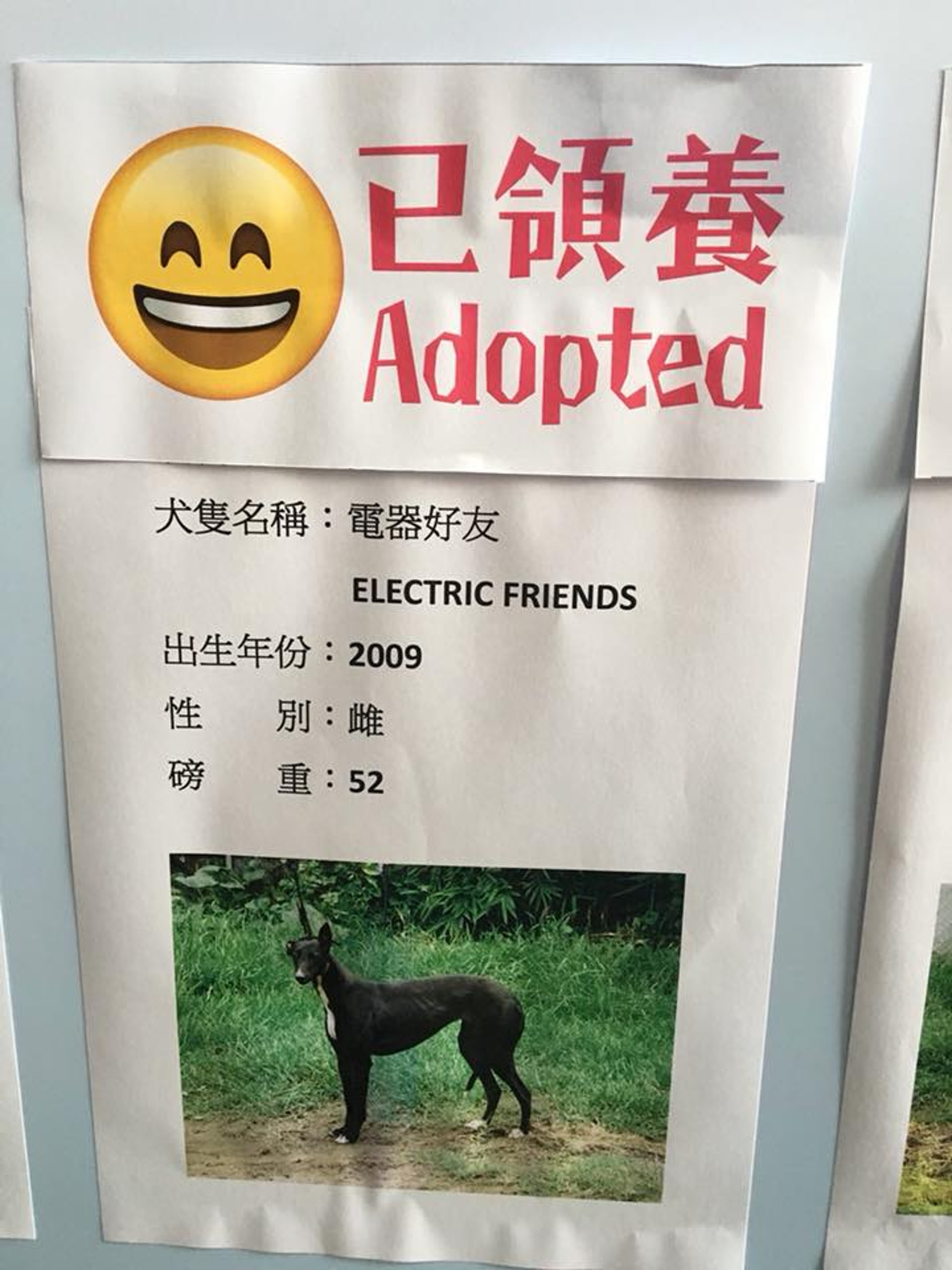 「愛狗之家」挑選了11隻格力犬,將會運送至香港等待領養。(「愛狗之家」fb圖片) 「愛狗之家」挑選了11隻格力犬,將會運送至香港等待領養。(「愛狗之家」fb圖片)