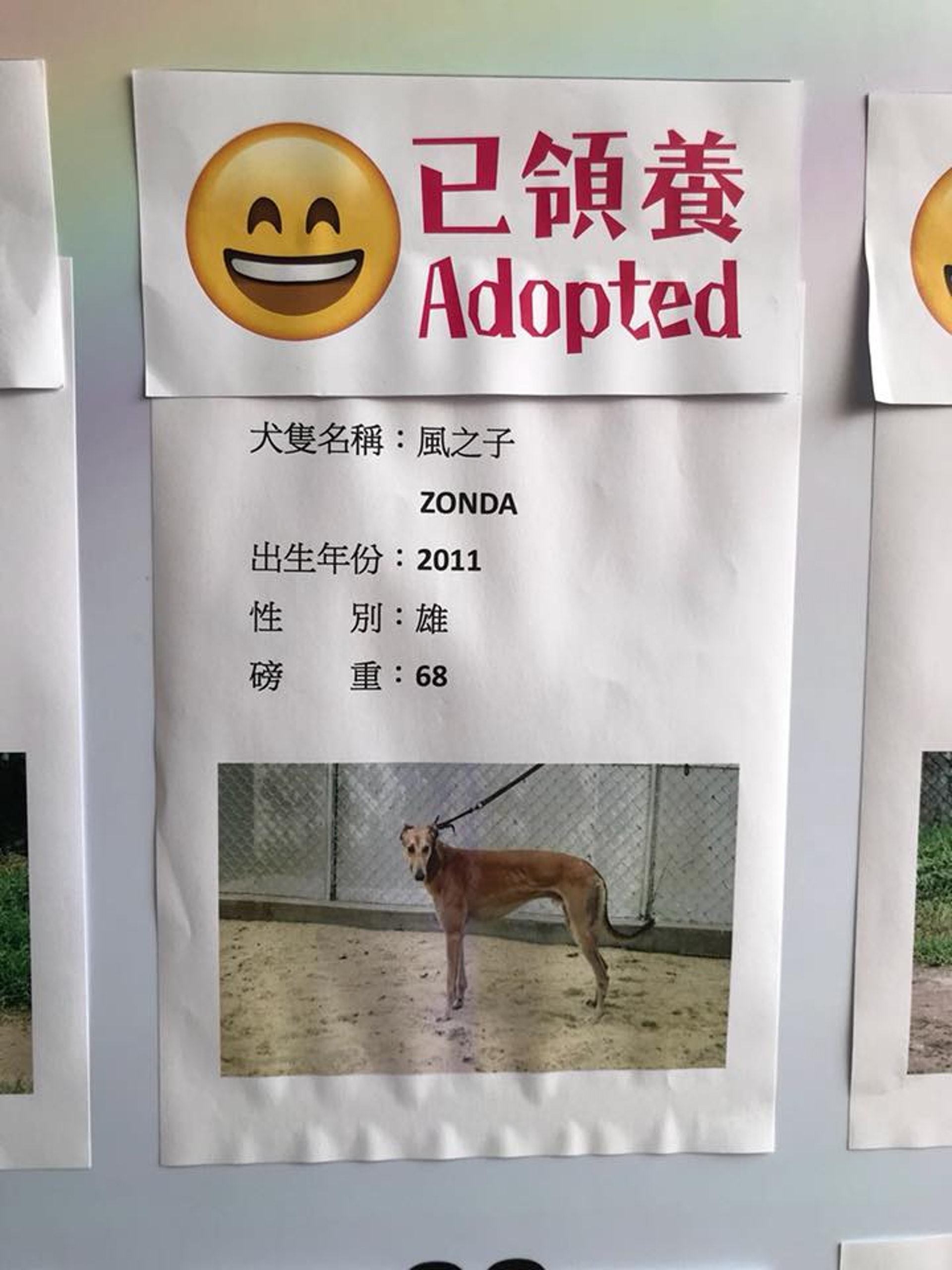 「愛狗之家」挑選了11隻格力犬,將會運送至香港等待領養。(「愛狗之家」fb圖片) 「愛狗之家」挑選了11隻格力犬,將會運送至香港等待領養。(「愛狗之家」fb圖片)