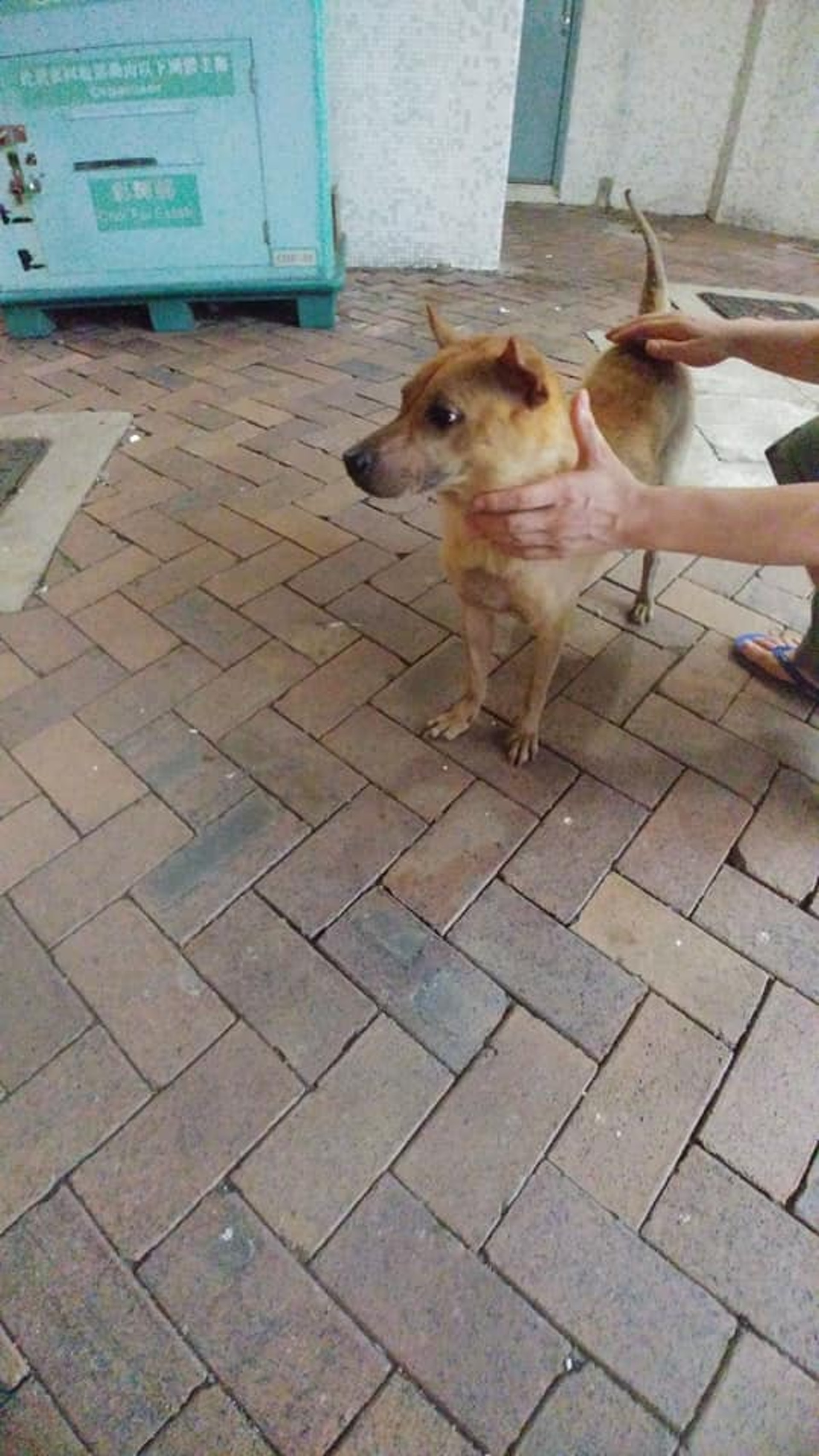 狗狗一直在屋邨流連,甚至跟隨街上的人走到便利店,不肯離開,即使用食物利誘,亦無動於衷。 (林恩寕Facebook) 狗狗一直在屋邨流連,甚至跟隨街上的人走到便利店,不肯離開,即使用食物利誘,亦無動於衷。 (林恩寕Facebook)