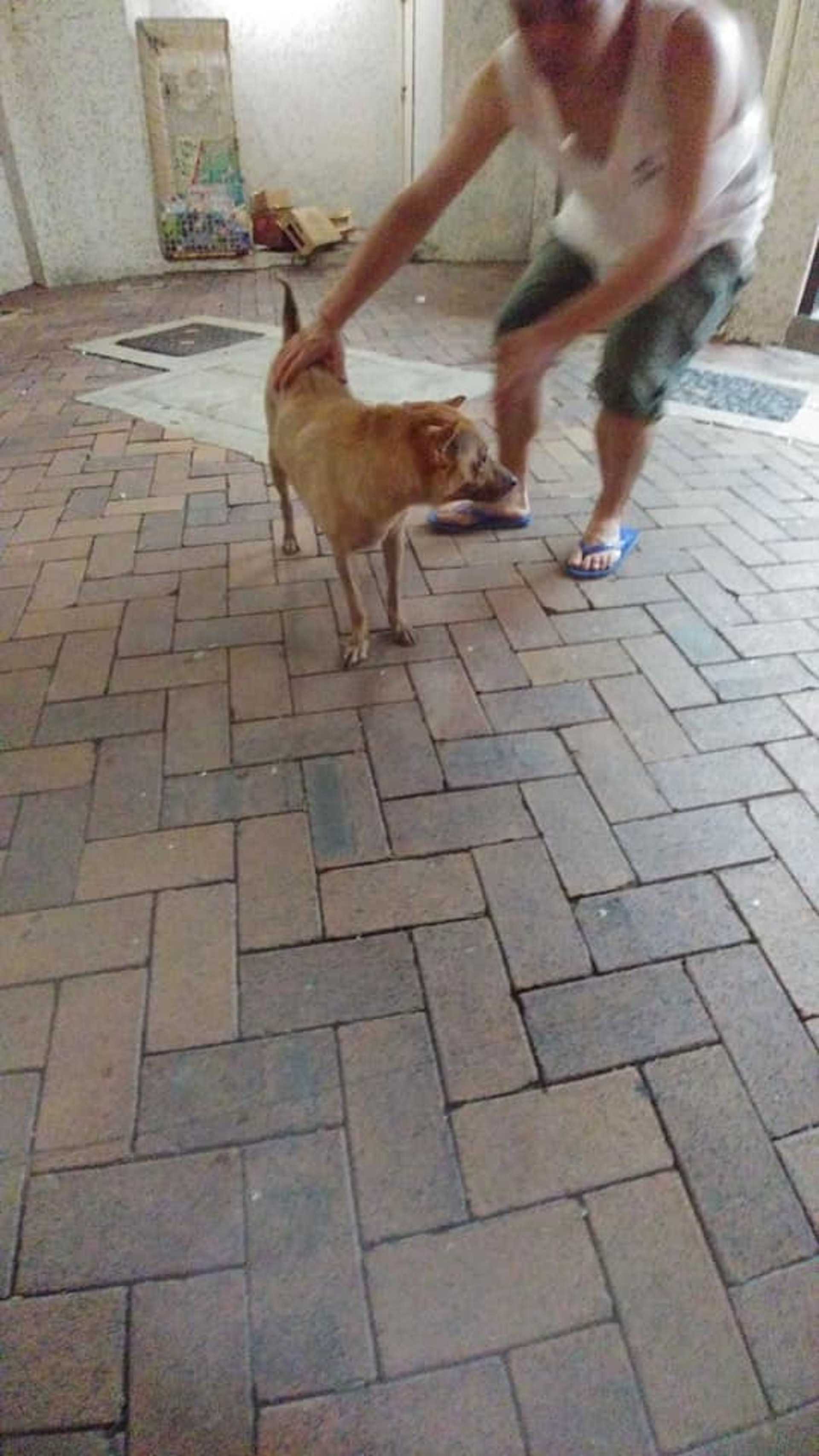 狗狗非常隨和,會親近途人,可以讓人抱起。 (林恩寕Facebook) 狗狗非常隨和,會親近途人,可以讓人抱起。 (林恩寕Facebook)